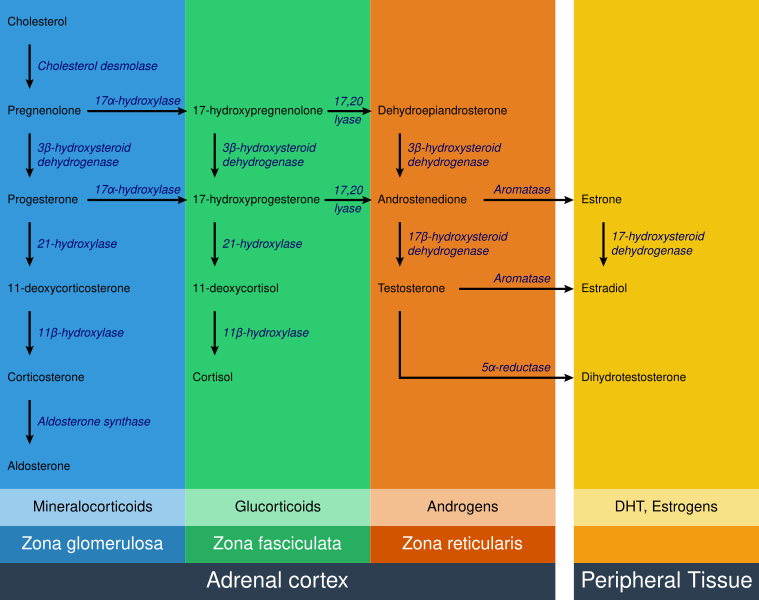 File:Adrenal Steroids Pathways - edited.svg