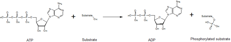 File:Basic phosphorylation reaction.png