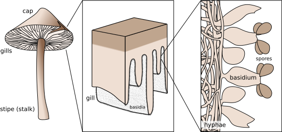 File:Basidium schematic.svg