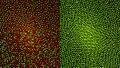 Retina