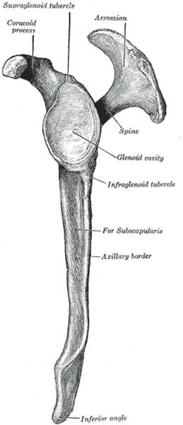 File:Gray205 left scapula lateral view.png