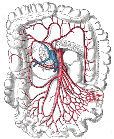 File:Gray's Anatomy plate 609.png