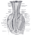 Thoracic duct and its connections