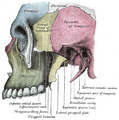 Thumbnail for version as of 03:47, 18 May 2026