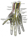 Flexor pollicis brevis muscle