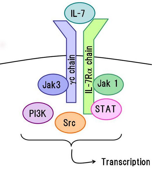 File:IL-7receptor and signaling.jpg