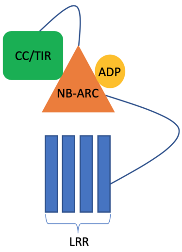 File:Plant NLR structure.png