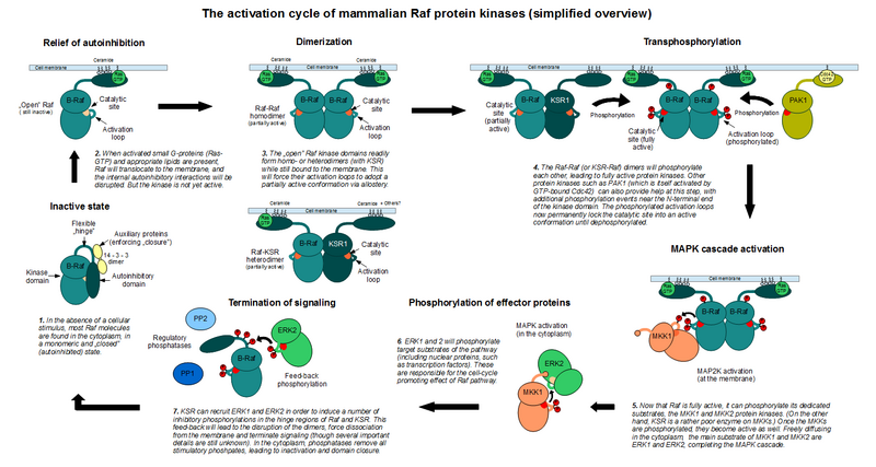 File:Raf-activation-cycle-sketch.png