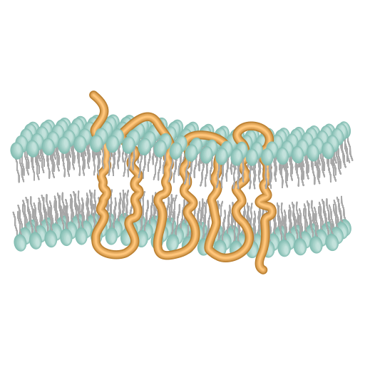 File:202304 G protein-coupled receptor.svg
