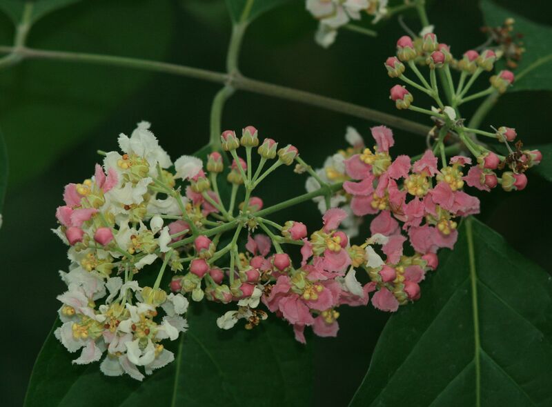 File:3209-Banisteriopsis caapi-Teplice BZ.jpg