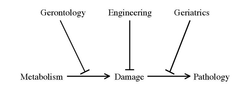 File:Aging treatment approaches.jpg