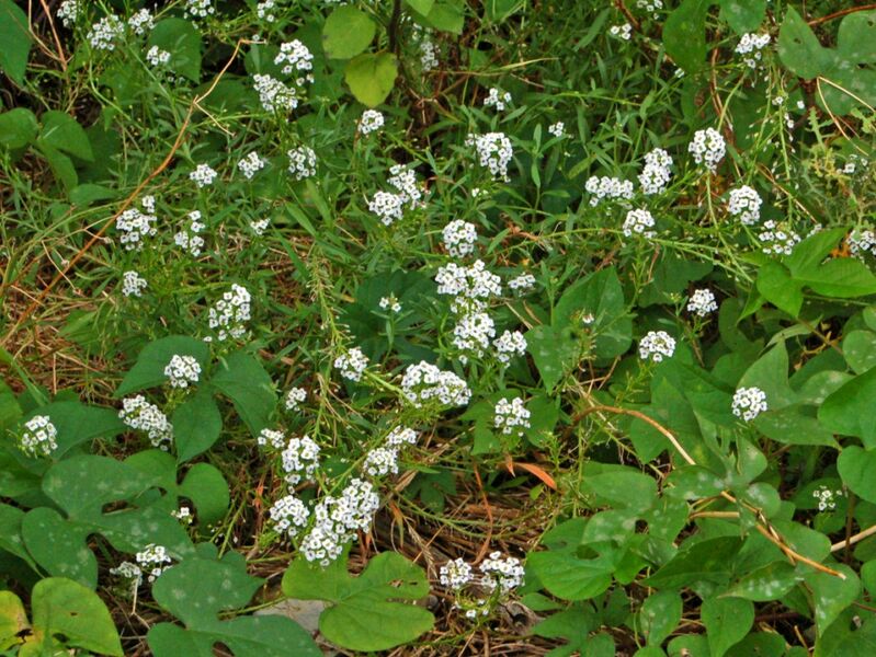 File:Brassicaceae - Lobularia maritima.JPG