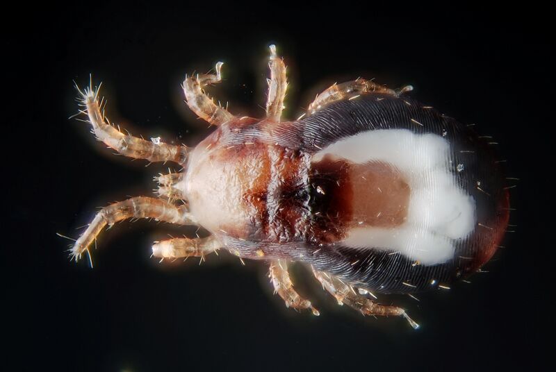 File:Dermanyssus cfr gallinae (5021757436).jpg