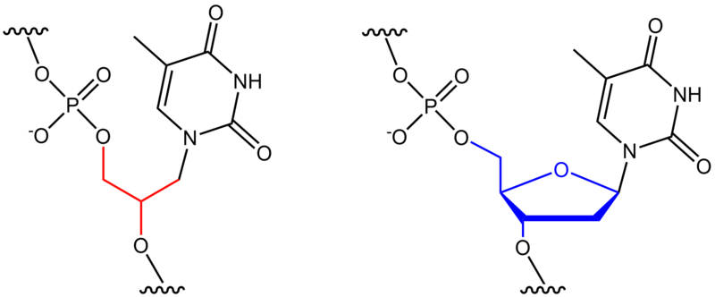 File:GNA-T vs. natural DNA-T.png