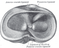 Ligaments of the knee