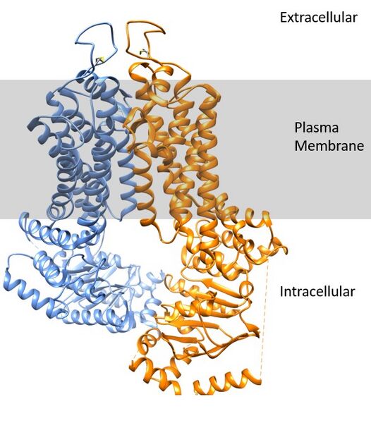 File:ABCG2 with plasma membrane.jpg