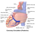 Coronary sinus and vessels, posterior view