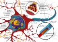 Thumbnail for version as of 22:13, 18 May 2026