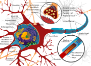 Complete neuron cell diagram