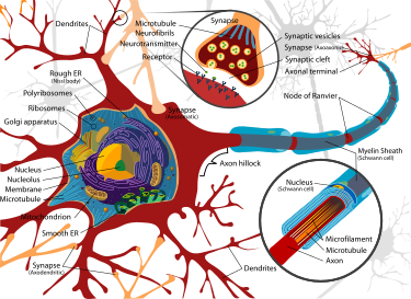 Complete_neuron_cell_diagram_en