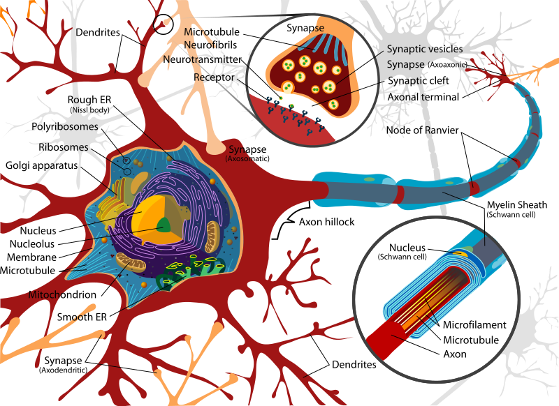 File:Complete neuron cell diagram en.svg