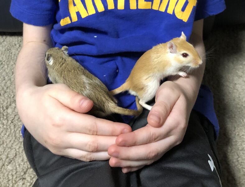File:Gerbils enjoy human company.jpg
