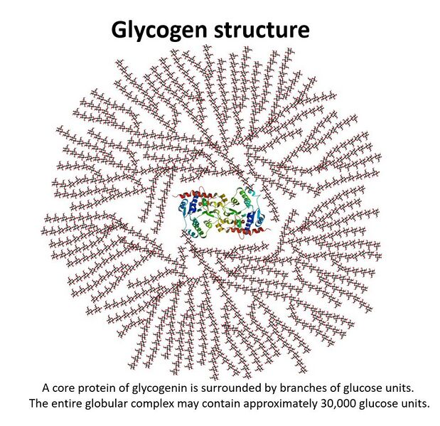 File:Glycogen structure.jpg