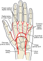 Gray's Anatomy illustration of the deep venous palmar arch