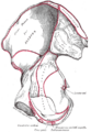 Gray's Anatomy illustration 236