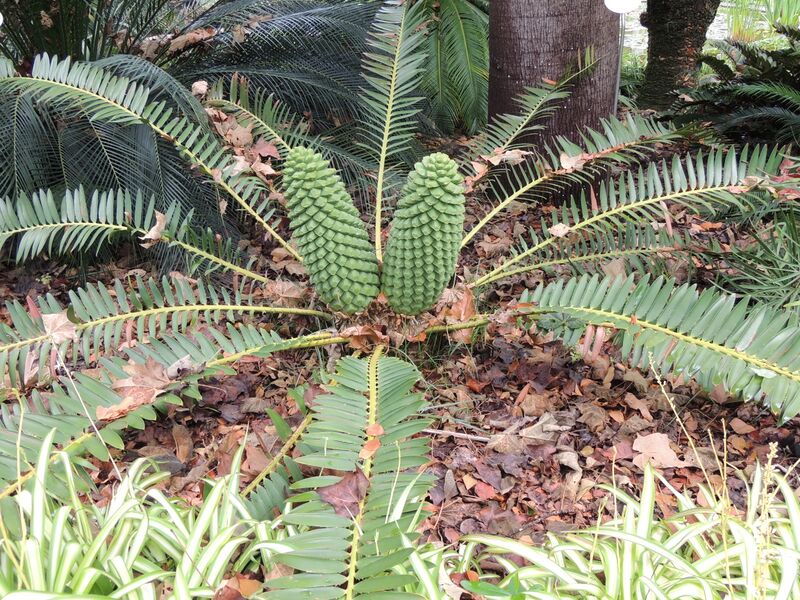 File:Macrozamia fawcettii 01.jpg