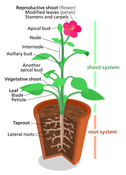 File:Plant.svg