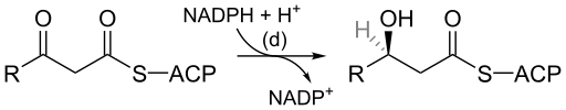 File:3-ketoacyl-ACP reductase reaction.svg