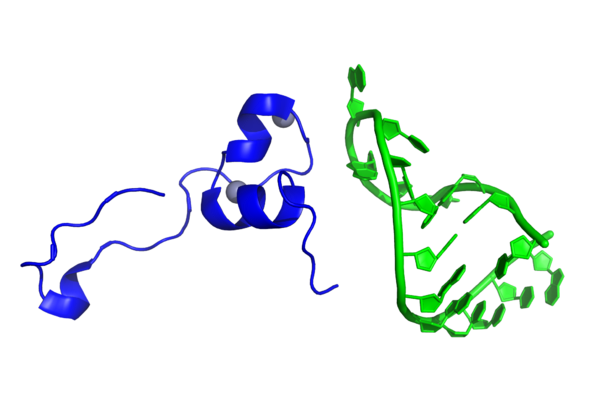 File:6CYT HIV Tat TAR complex.png