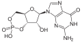 CGMP2