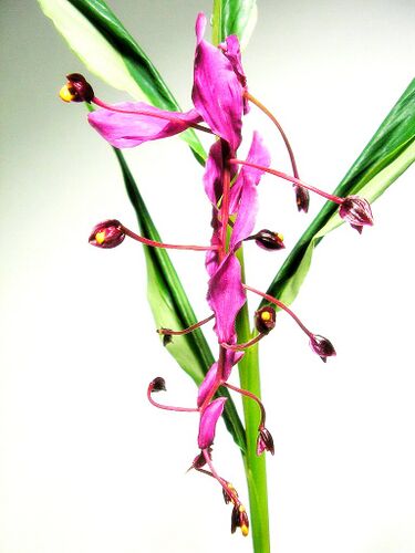 File:Globba flowers.jpg