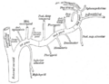 Pterygoid branches of maxillary artery