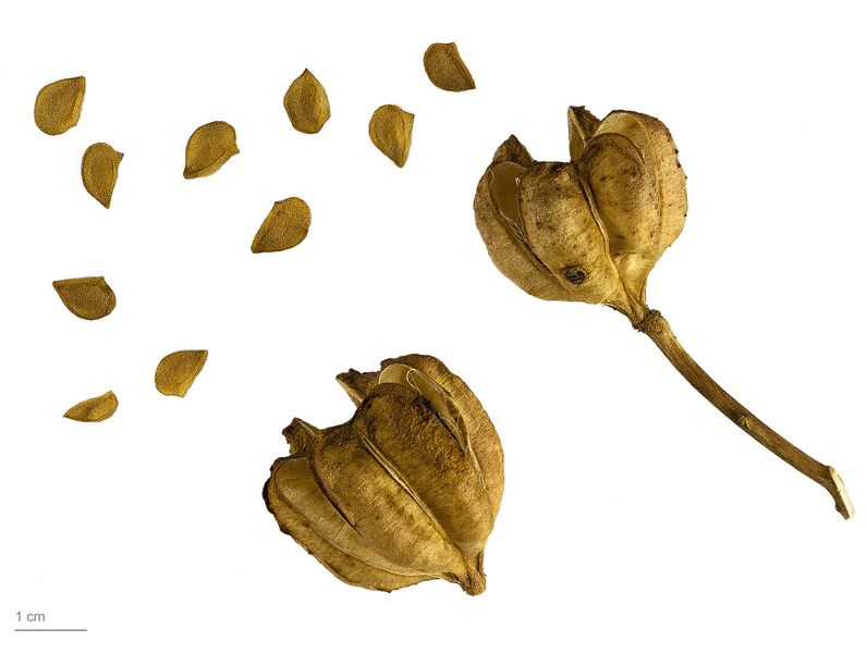 File:Lilium candidum MHNT.BOT.2011.18.27.jpg