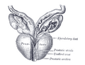 Anatomy of the prostate