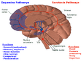 Pubmed Equitativa Hormonal