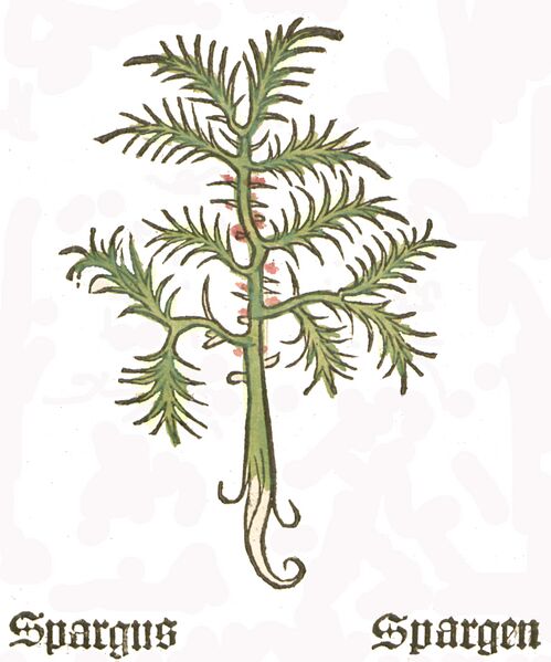 File:1484 Spargus Herbarius.jpg