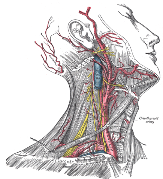 File:Gray's Anatomy plate 507.png