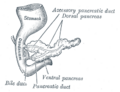 Pancreatic duct anatomy