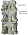 Gray's Anatomy illustration 302
