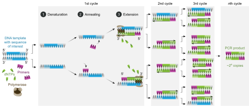 File:Polymerase chain reaction-en.svg