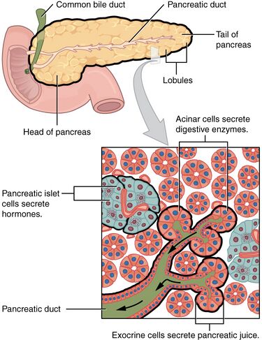 File:2424 Exocrine and Endocrine Pancreas.jpg