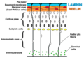 Corticogenesis in a wild-type mouse with captions in English