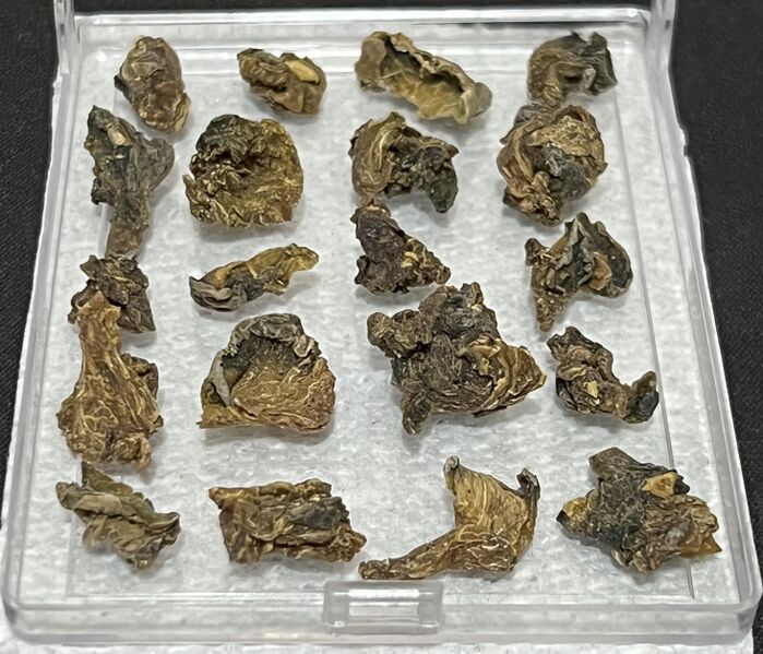 File:Dried Peyote.jpg