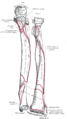 Supinator muscle