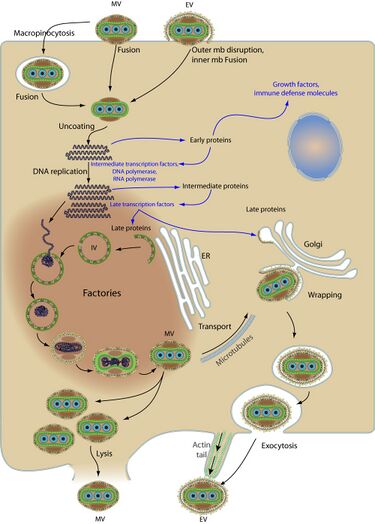 File:Poxviridae cycle.jpg