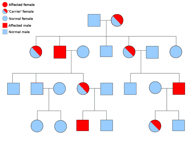 File:Sex linked inheritance.png